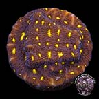LiveAquaria® CCGC Aquacultured Fireworks Leptoseris Coral